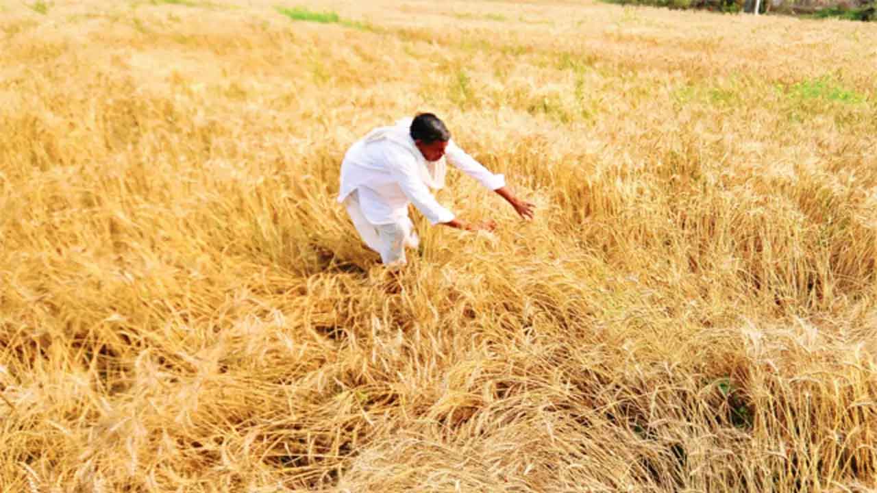  Northern Telangana Farmers Worried Over Low Rainfall-TeluguStop.com