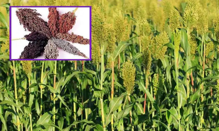 Telugu Agriculture, Rot, Jowar, Jowar Crop, Jowar Farmers, Jowar Seeds, Sorghum,