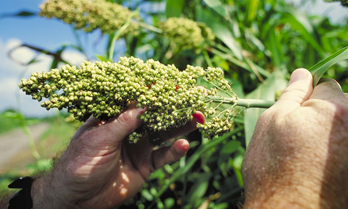  Methods Of Controlling The Pests In Sorghum Cultivation Details, Sorghum , Sorgh-TeluguStop.com