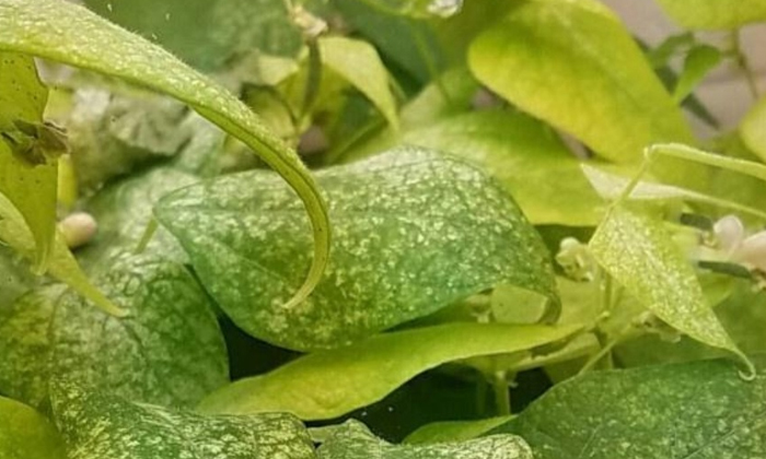 Telugu Agriculture, Latest Telugu, Crop, Soybean, Spider Mites, Tetranychus, Yel