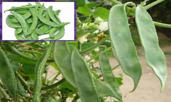 Telugu Agriculture, Latest Telugu, Crop, Soybean, Spider Mites, Tetranychus, Yel