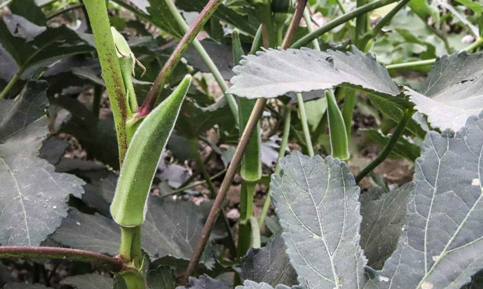  Methods To Prevent The Gray Rot, Which Is Expected To Harvest The Okra Crop , Ok-TeluguStop.com