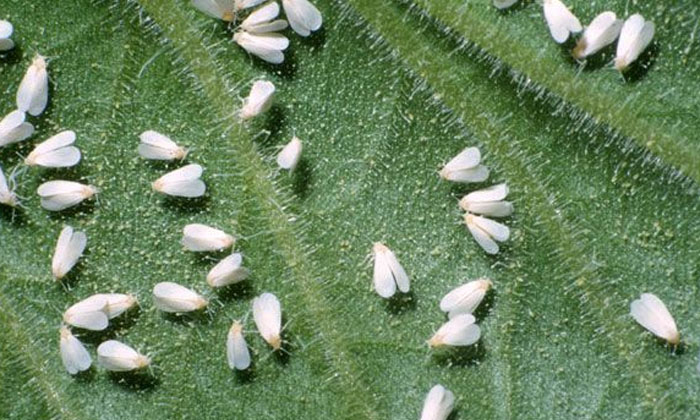 Telugu Agriculture, Tomato, Tomato Crop, Tomato Farmers, Yellow Leaf-Latest News Telugu Agriculture, Tomato, Tomato Crop, Tomato Farmers, Yellow Leaf-Latest News