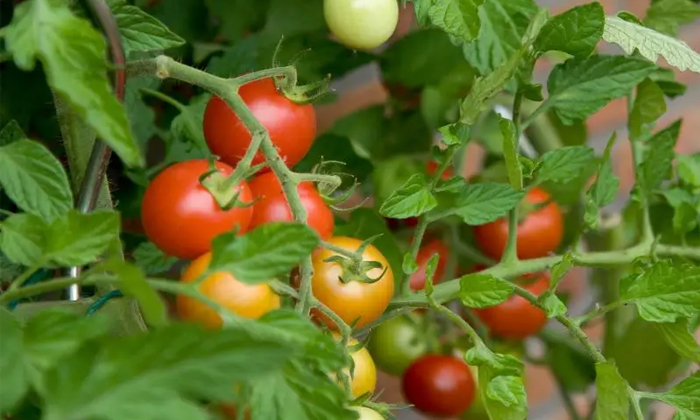 Telugu Agriculture, Tomato, Tomato Crop, Tomato Farmers, Yellow Leaf-Latest News Telugu Agriculture, Tomato, Tomato Crop, Tomato Farmers, Yellow Leaf-Latest News