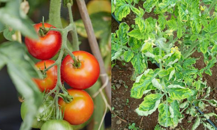 Methods To Prevent Yellow Leaf Blight Virus In Tomato Details, Yellow Leaf Blig Methods To Prevent Yellow Leaf Blight Virus In Tomato Details, Yellow Leaf Blig-TeluguStop.com
