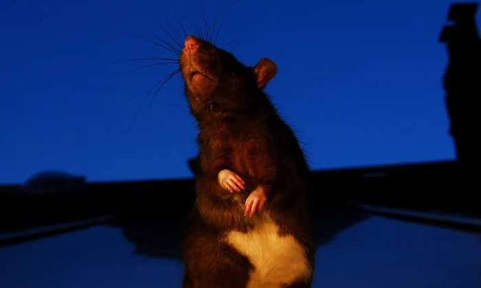  New Zealand Declared War On Rats Because, New Zealand, War On Rats, Wildlife Lov-TeluguStop.com