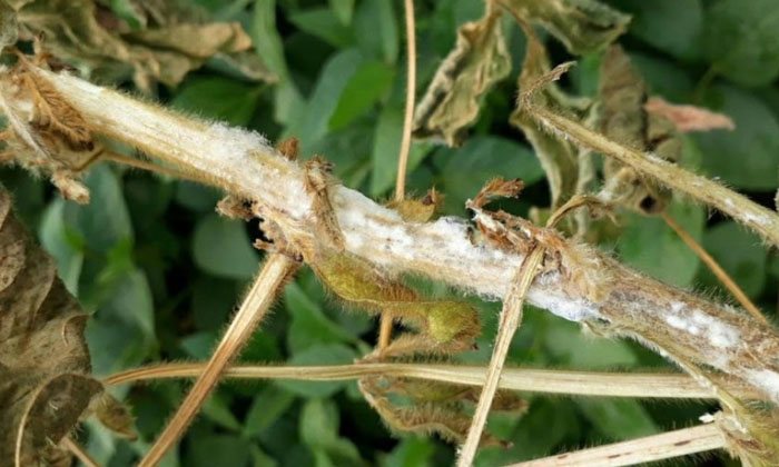  Methods To Prevent Stem Borer Pests Of Soybean Crop..! Organic Method , Agricul-TeluguStop.com