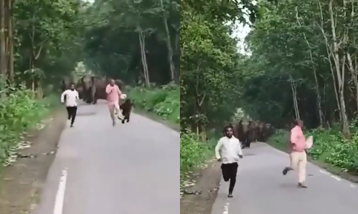  People Taking Selfies Ran Away Upon Seeing The Elephants Anger Details, Elephant-TeluguStop.com