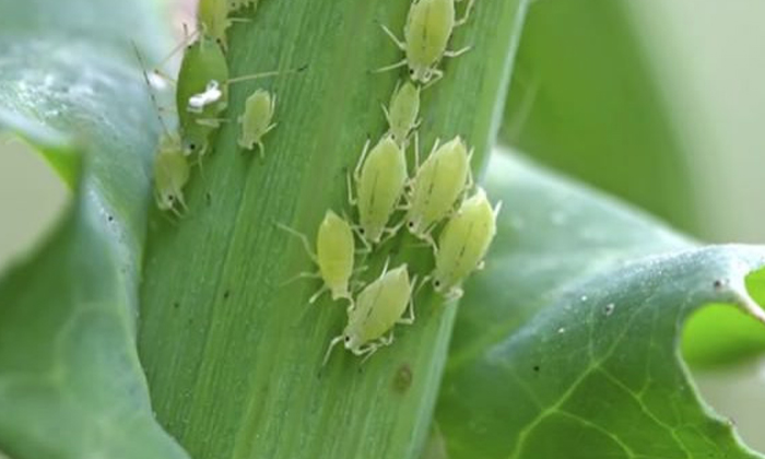  Plant Protection Methods To Prevent Aphids In Onion Cultivation , Onion Cultiva-TeluguStop.com