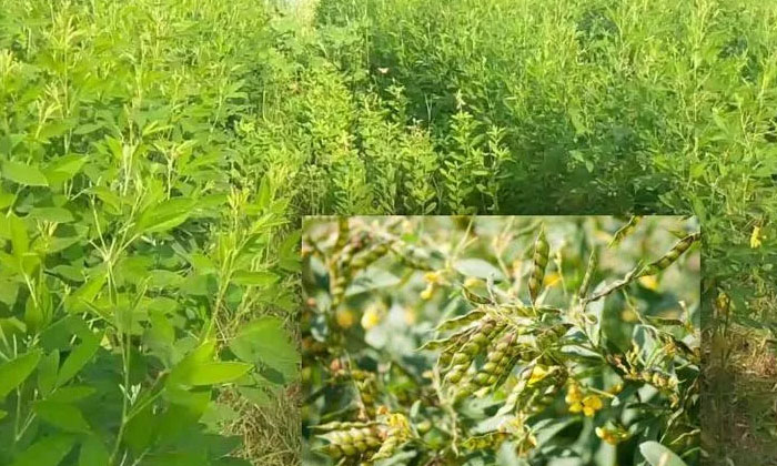  Red Gram Cultivation : కంది పంటను విత్తుకున�-TeluguStop.com