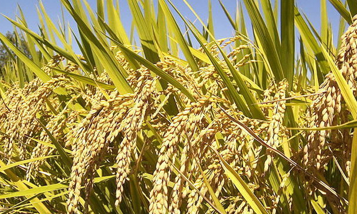  Plant Protection Methods To Prevent Red Rot That Damages The Rice Crop , Rice Cr-TeluguStop.com