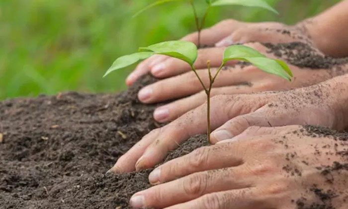  Scholars Are Saying To Plant These Trees On Shravan Amavasya Day Coming On 17th-TeluguStop.com