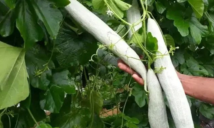 Telugu Agriculture, Latest Telugu, Neem Oil, Snake Guard-Latest News - Telugu Telugu Agriculture, Latest Telugu, Neem Oil, Snake Guard-Latest News - Telugu