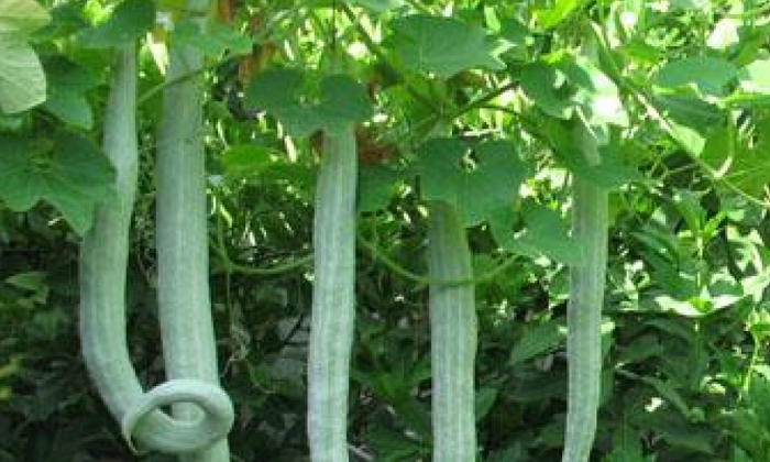 Telugu Agriculture, Latest Telugu, Neem Oil, Snake Guard-Latest News - Telugu Telugu Agriculture, Latest Telugu, Neem Oil, Snake Guard-Latest News - Telugu