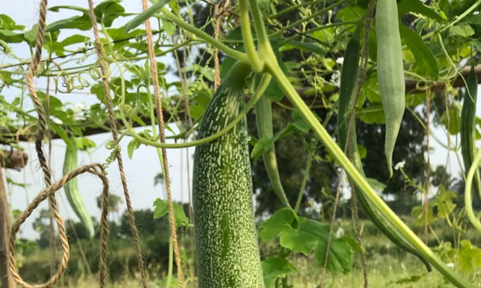 Techniques For High Yield In Gourd Cultivation , Snake Guard, Cultivation , Org Techniques For High Yield In Gourd Cultivation , Snake Guard, Cultivation , Org-TeluguStop.com