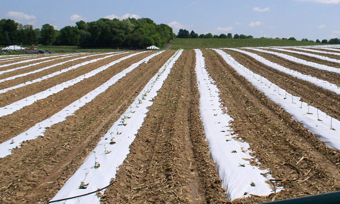 Telugu Agriculture, Biodegradable, Crop, Farmers, Micro Organisms, Sheets, Plast