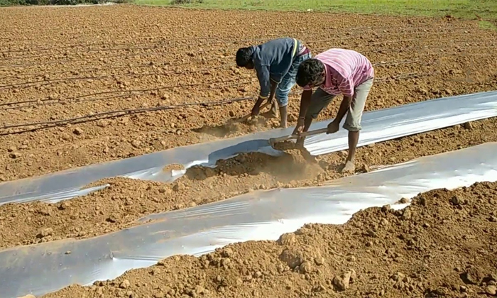 Telugu Agriculture, Biodegradable, Crop, Farmers, Micro Organisms, Sheets, Plast