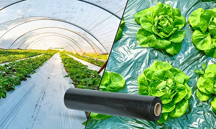  The Use Of Plastic In Agriculture Is Increasing With Mulching Sheets Details, P-TeluguStop.com