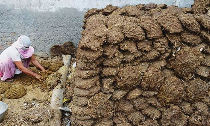 Telugu Cow Dung, Lakhs, Farmers, Latest, Tiles-Latest News - Telugu