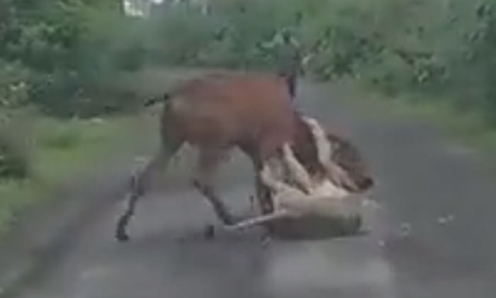  The Lion Biting The Cow's Throat What Did The Farmer Do When He Saw It, Lioness,-TeluguStop.com