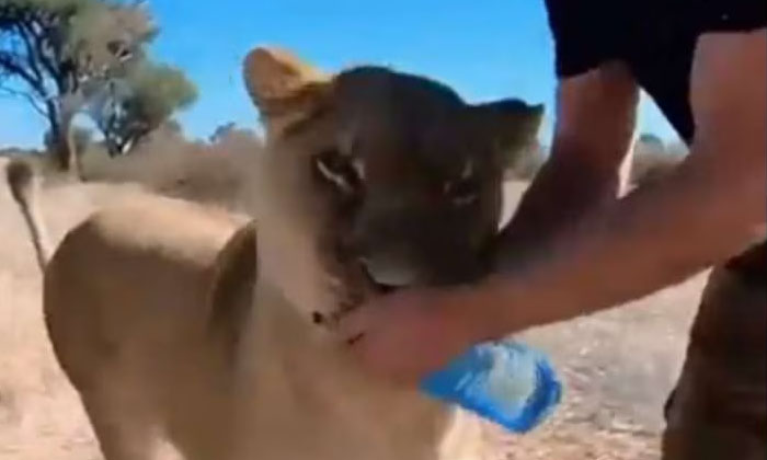  The Lion Was So Thirsty He Ran When He Saw The Water Bottle , Lion, Water Bottle-TeluguStop.com