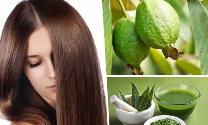  To Grow Thick Hair Do This Once With Guava Leaves , Guava Leaf , Hair Problems,-TeluguStop.com