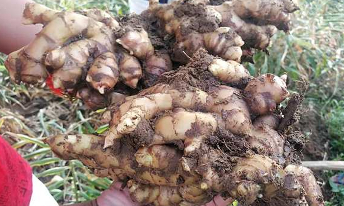  Uphill Method For High Yield In Ginger Cultivation , Ginger Cultivation, High Yi-TeluguStop.com
