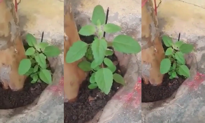  Video Of Moving Tulsi Plant Leaves Going Viral Details, Tulsi Tree, Viral Lates-TeluguStop.com