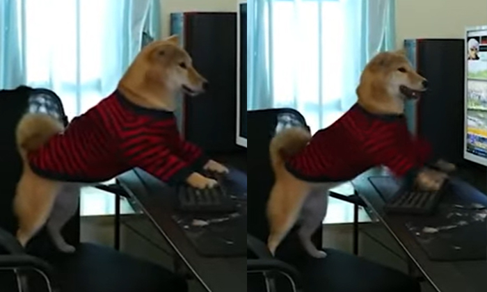  Video Viral A Dog Playing A Video Game Tribe Once The Computer Playing The Game-TeluguStop.com