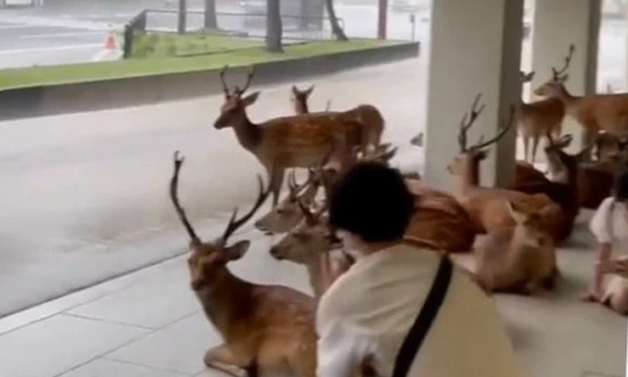  Viral Video Rain On One Side On The Other Hand, The Happiness Of The Deer Cubs ,-TeluguStop.com