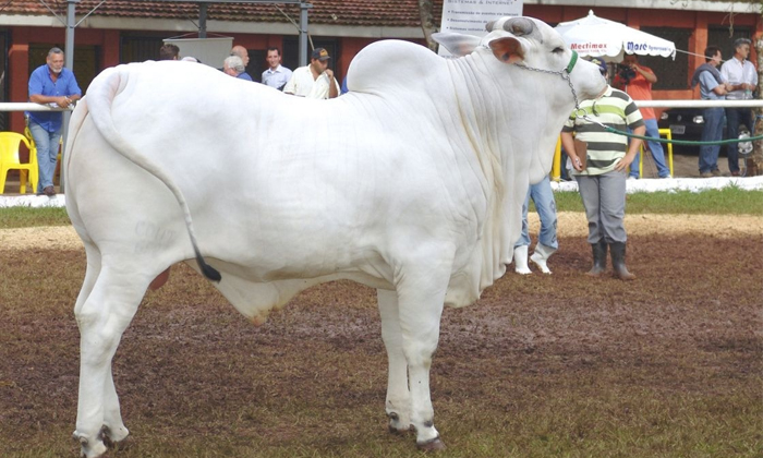  Worlds Most Expensive Cow Costs Whopping Rs 35 Crore In Brazil Details, Nelore B-TeluguStop.com