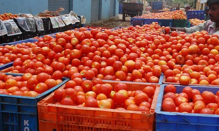 Telugu Agriculture, Annamayya, Simha Reddy, Tomato Crop, Tomato, Tomatoes-Latest