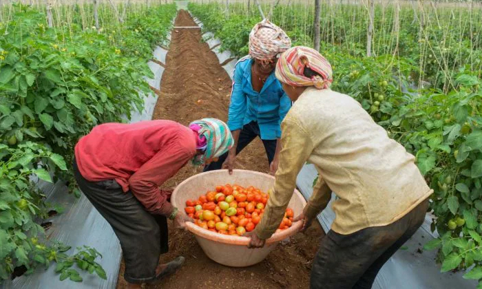 Telugu Agriculture, Annamayya, Simha Reddy, Tomato Crop, Tomato, Tomatoes-Latest