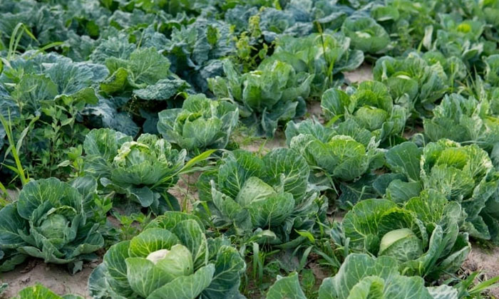 Tips For Cabbage Farming,cabbage Farming,cabbage, Farming,agriculture,farmers Tips For Cabbage Farming,cabbage Farming,cabbage, Farming,agriculture,farmers-TeluguStop.com