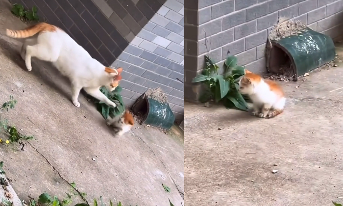 Cat Taking Care Of Her Babies Video Viral Details, Cat, Mother's Love, Latest Ne Cat Taking Care Of Her Babies Video Viral Details, Cat, Mother's Love, Latest Ne-TeluguStop.com
