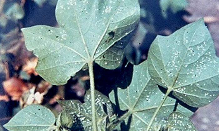 Telugu Agriculture, Cotton Crop, Farmers, Latest Telugu, Mille, Sorghum, Trizoph