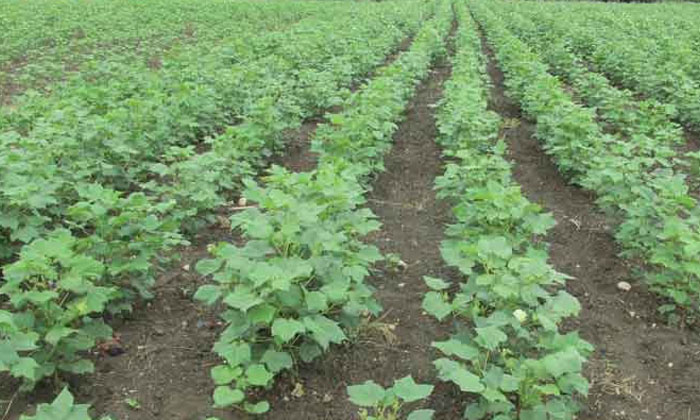 Telugu Agriculture, Cotton Crop, Farmers, Latest Telugu, Mille, Sorghum, Trizoph