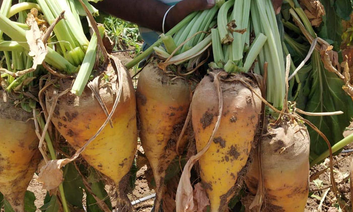  Method Of Cultivation Of Sugar Beet Root Crop With Techniques..!, Cultivation ,-TeluguStop.com