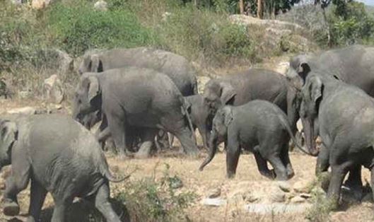  Elephant Migration In Jogivaripalle Of Chittoor District-TeluguStop.com