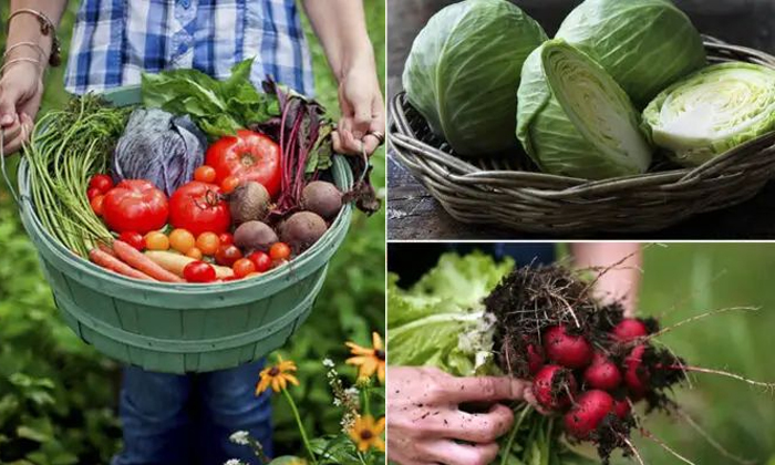 Telugu Agriculture, Backyard, Cabbage, Carrot, Garden, Tips, Nursery, Tomato, Ve