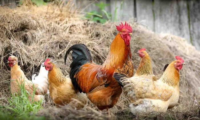  New Genetic Creation.. Soon Featherless Chicken Meat.. Is It Good For Health., N-TeluguStop.com