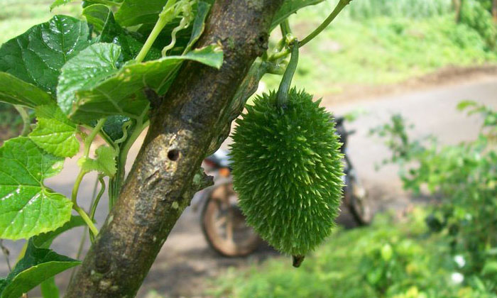  Cultivation Method Of Boda Kakara.. Best Plant Protection Methods..! , High Yiel-TeluguStop.com