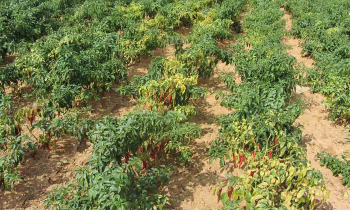 Telugu Agriculture, Chilli Crop, Chilli, Chilli Farmers, Crop, Control, Green Ch