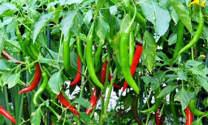  How To Control Pests In Chilli Crop Details, Control Pests ,chilli Crop, Green C-TeluguStop.com