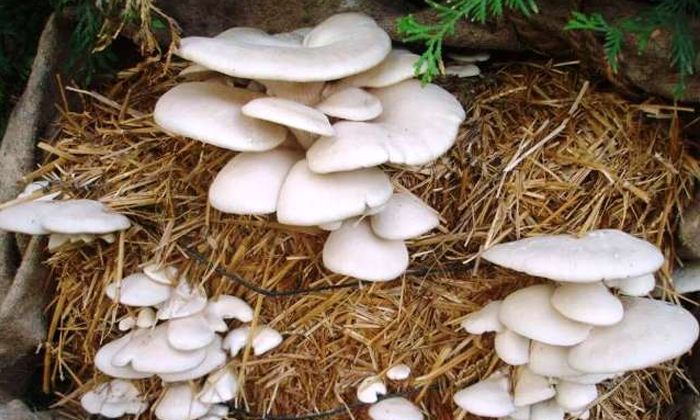  How To Grow Mushrooms At Home Details, Grow Mushrooms ,home, Mushrooms Farming,-TeluguStop.com