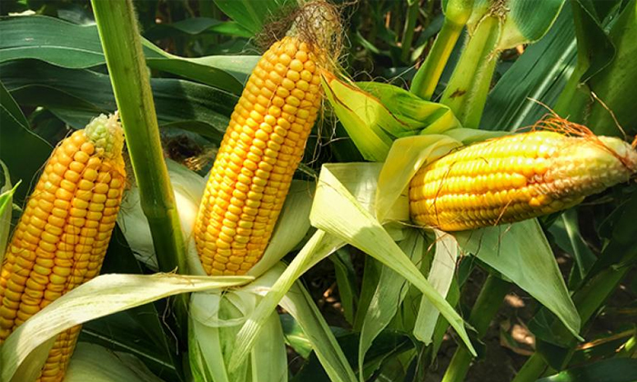 How To Prevent Stemborer Damage To Maize Crop Details, Stemborer , Maize Crop,-TeluguStop.com