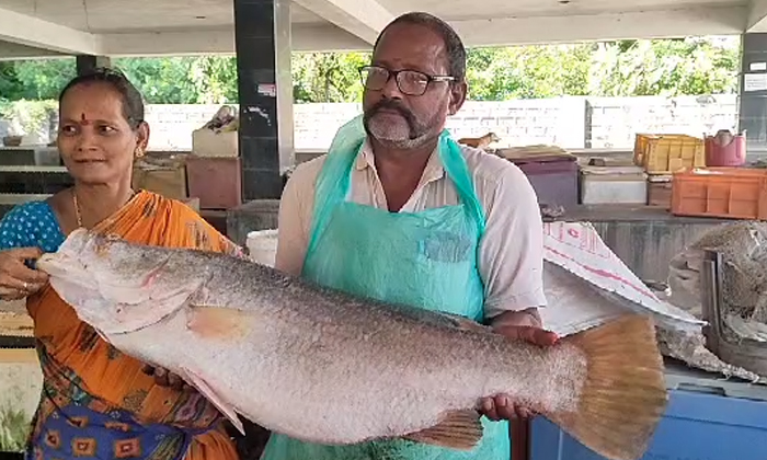  Huge Pandugappa Fish Caught By Yanam Fishermen, Pandugappa Fish , Yanam Fisherme-TeluguStop.com