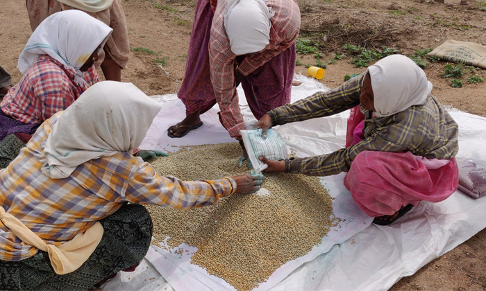 Telugu Agriculture, Certified Seeds, Crop Yields, Crops, Techniques, Fertilizers