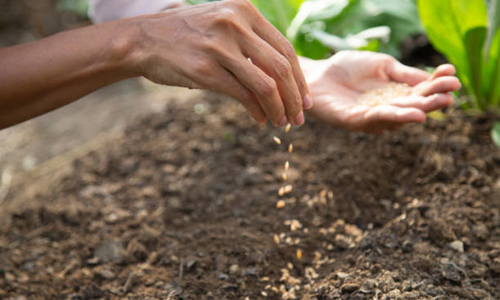 Telugu Agriculture, Certified Seeds, Crop Yields, Crops, Techniques, Fertilizers