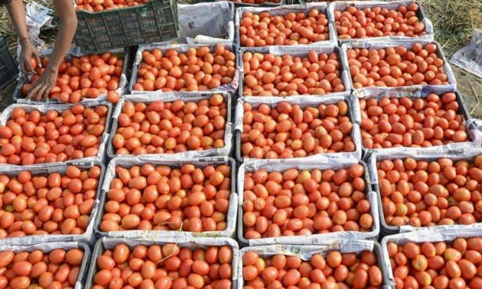  Karnataka Farmer Brother Success Story Details Here Goes Viral , Karnataka, Toma-TeluguStop.com